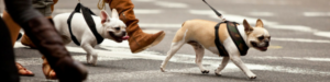 ganhar dinheiro em casa pet walker